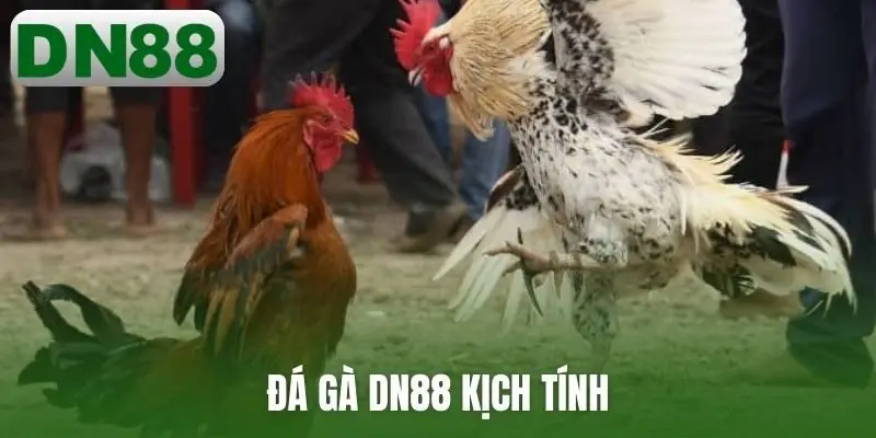 Đá gà DN88 kịch tính